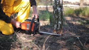 Best Arborist Consultation Services  in Slidell, LA