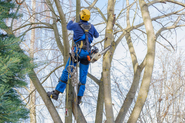 Best Tree Trimming and Pruning  in Slidell, LA