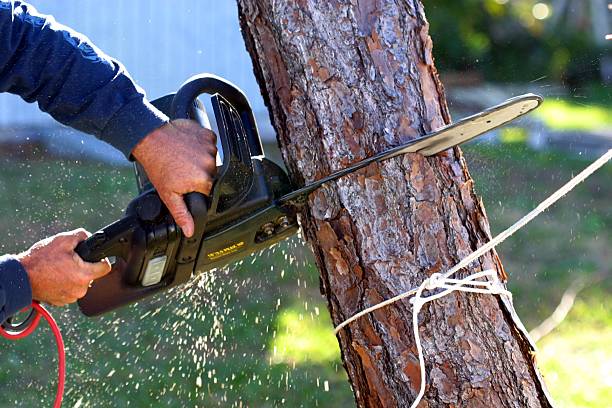 Best Tree Maintenance Programs  in Slidell, LA