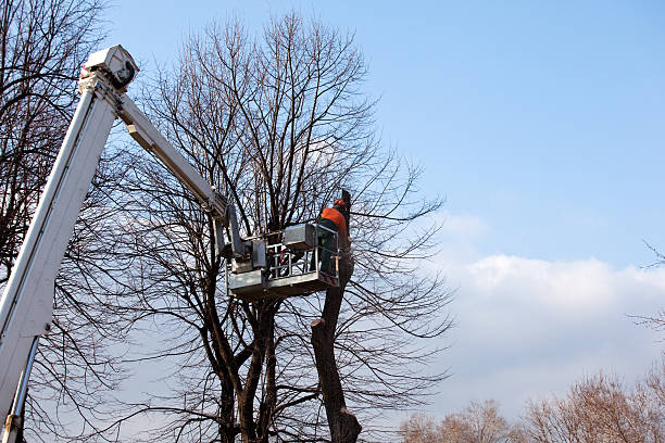 Slidell, LA Tree Services Company